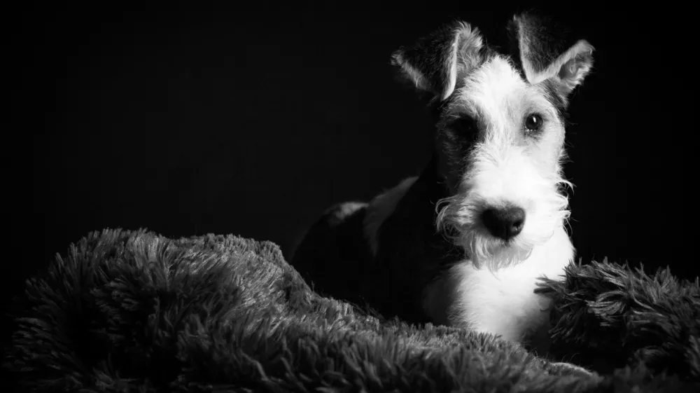 1 year old wire fox terrier in the studio against a black background in monochrome