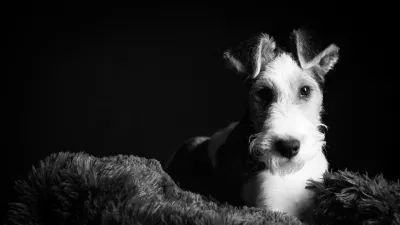 1 year old wire fox terrier in the studio against a black background in monochrome
