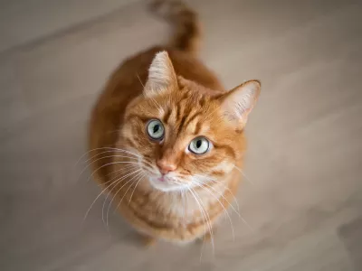 Čudovita kombinacija: oranžna mačka z zelenimi očmi. 