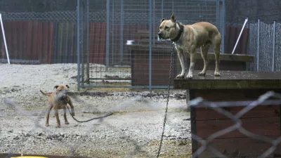 Moravče – gozdna jasa ob Gradiškem jezeru -- psarna - psi - pes v ogradi - pitbul terier - ameriški stafordski terier – vzreja psov za borbe - Pes na verigi - veriga//FOTO: Luka Cjuha