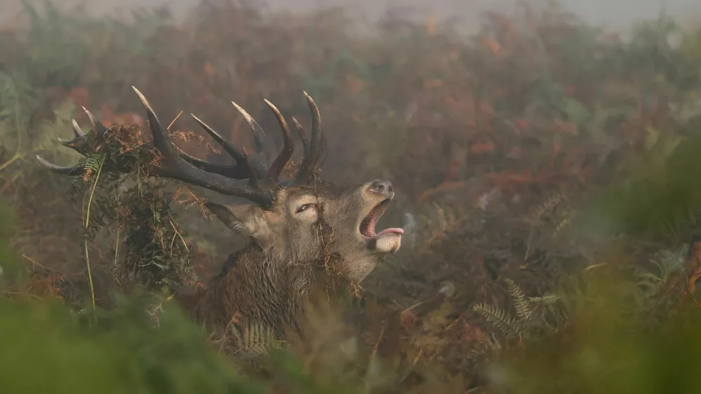 A deer roars as the annual rutting season begins, during a foggy autumn morning in Richmond Park, London, Britain, September 29, 2025. REUTERS/Toby Melville