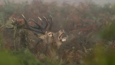 A deer roars as the annual rutting season begins, during a foggy autumn morning in Richmond Park, London, Britain, September 29, 2025. REUTERS/Toby Melville