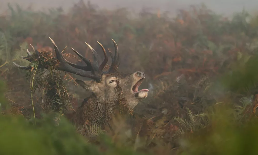 A deer roars as the annual rutting season begins, during a foggy autumn morning in Richmond Park, London, Britain, September 29, 2025. REUTERS/Toby Melville
