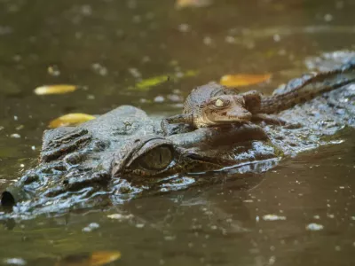krokodil aligator