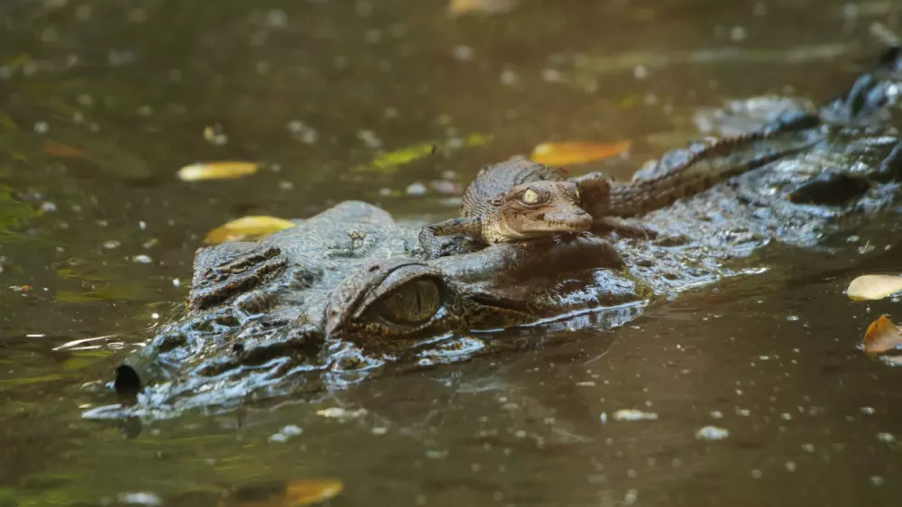 krokodil aligator