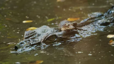 krokodil aligator