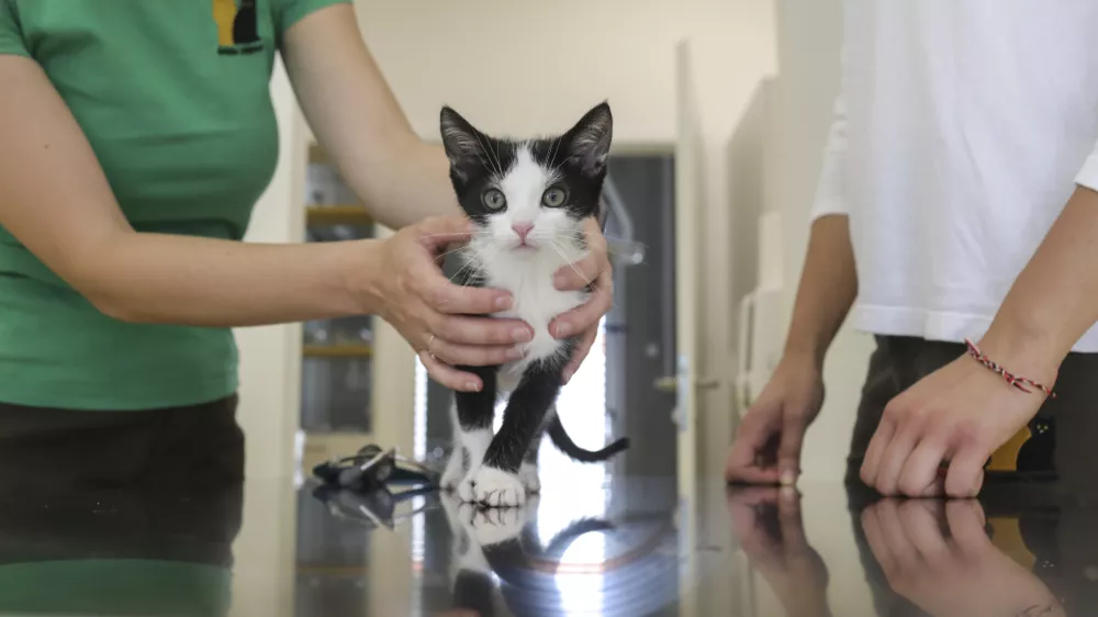 Pi&scaron;kavi odziv veterinarjev na ponujene evre: država iskala 17 izvajalcev, prijavili so se le trije