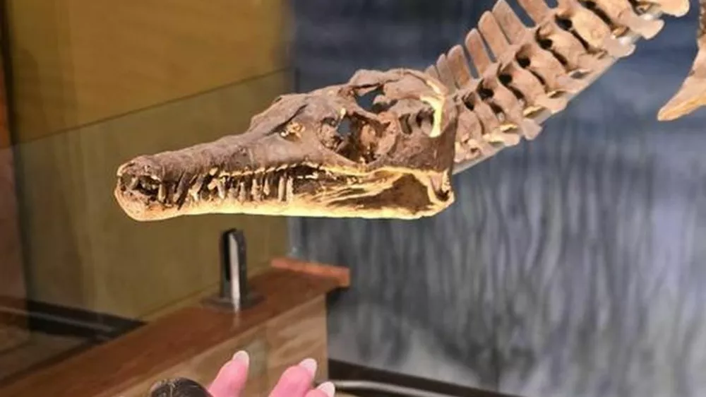 Najdebelej&scaron;i v družini. V rokah sta edina doslej znana fosila nove vrste Wyoteuthis linsterorum. Gre za fosilizirana notranja skeleta oziroma rostruma belemnita, sorodnika dana&scaron;njih lignjev in hobotnic, ki je v morju na območju dana&scaron;njega Wyominga živel pred približno 160 milijoni let. / Foto: Foto: Jessica Lippincott