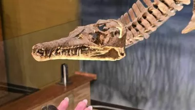 Najdebelej&scaron;i v družini. V rokah sta edina doslej znana fosila nove vrste Wyoteuthis linsterorum. Gre za fosilizirana notranja skeleta oziroma rostruma belemnita, sorodnika dana&scaron;njih lignjev in hobotnic, ki je v morju na območju dana&scaron;njega Wyominga živel pred približno 160 milijoni let. / Foto: Foto: Jessica Lippincott