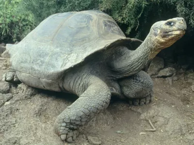 *** FILE *** A Giant Turtle walks on Santa Cruz Island, part of the Galapagos Islands, in this undated photo. Ecuadorean President Rafael Correa called on his Cabinet and local authorities Tuesday April 10, 2007 to meet urgently to better preserve Ecuador's famed Galapagos Islands, the country's top tourist destination.The Galapagos Islands, 625 miles (1,000 kilometers) off Ecuador's Pacific coast, were declared a UNESCO World Heritage Site in 1979 for their unique plant and animal life including giant tortoises, marine iguanas and blue-footed boobies. Charles Darwin's observations of the islands' finches inspired his theory of evolution. (AP Photo/Dolores Ochoa)