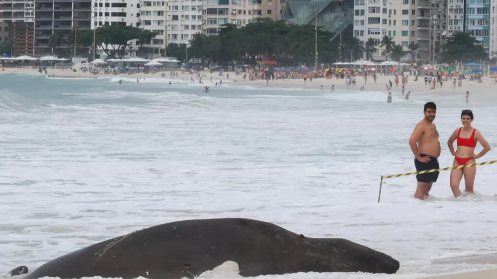 An elephant seal rests on Copacabana Beach in Rio de Janeiro, Brazil, October 6, 2026. REUTERS/Aline Massuca