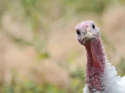 Turkeys. Portrait of a turkey. White domestic turkey birds. Nice turkeys photos, wall art, print set