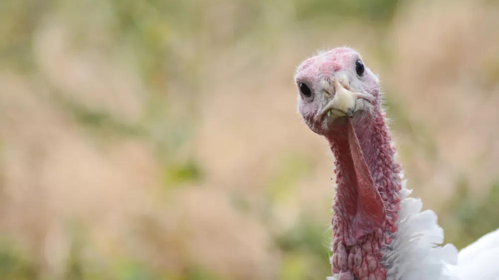 Turkeys. Portrait of a turkey. White domestic turkey birds. Nice turkeys photos, wall art, print set