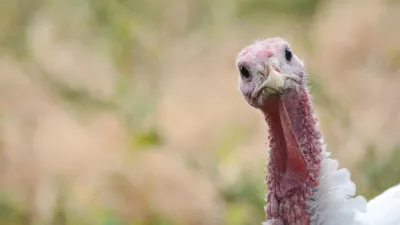 Turkeys. Portrait of a turkey. White domestic turkey birds. Nice turkeys photos, wall art, print set