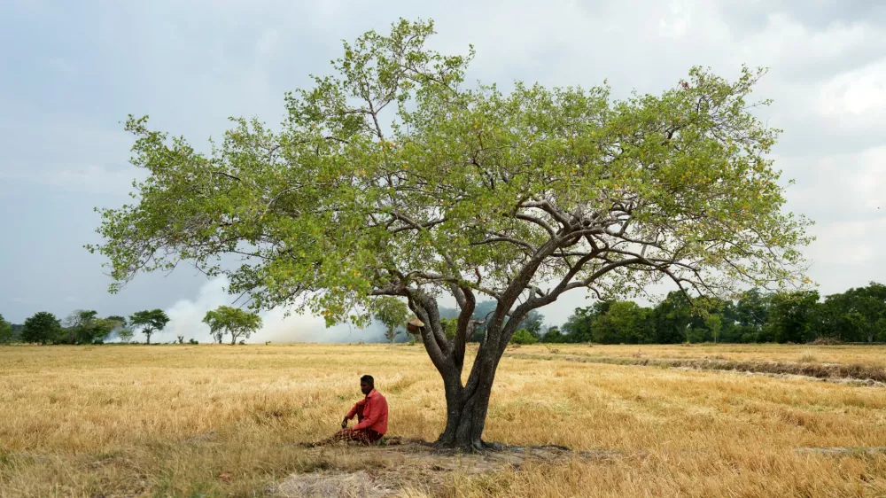 Vidanaarachchige Wimalasuriya sits under a tree in his paddy field, where his crops failed weeks ago due to drought in Medirigiriya, Sri Lanka, Sunday, Sept. 13, 2026. (AP Photo/Eranga Jayawardena)