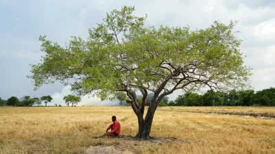 Vidanaarachchige Wimalasuriya sits under a tree in his paddy field, where his crops failed weeks ago due to drought in Medirigiriya, Sri Lanka, Sunday, Sept. 13, 2026. (AP Photo/Eranga Jayawardena)