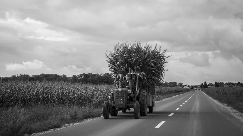 15.9.2014 - ﻿- simbolična - Ilustrativna fotografija - Prekmurje, poljedelstvo, kmetijstvo, koruza, traktor, delo na polju, spravilo pridelka  //FOTO: Luka Cjuha