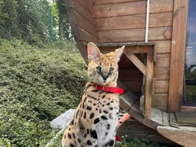 serval gustaw / Foto: Facebook/okrožni Policijski &scaron;tab V Piszu