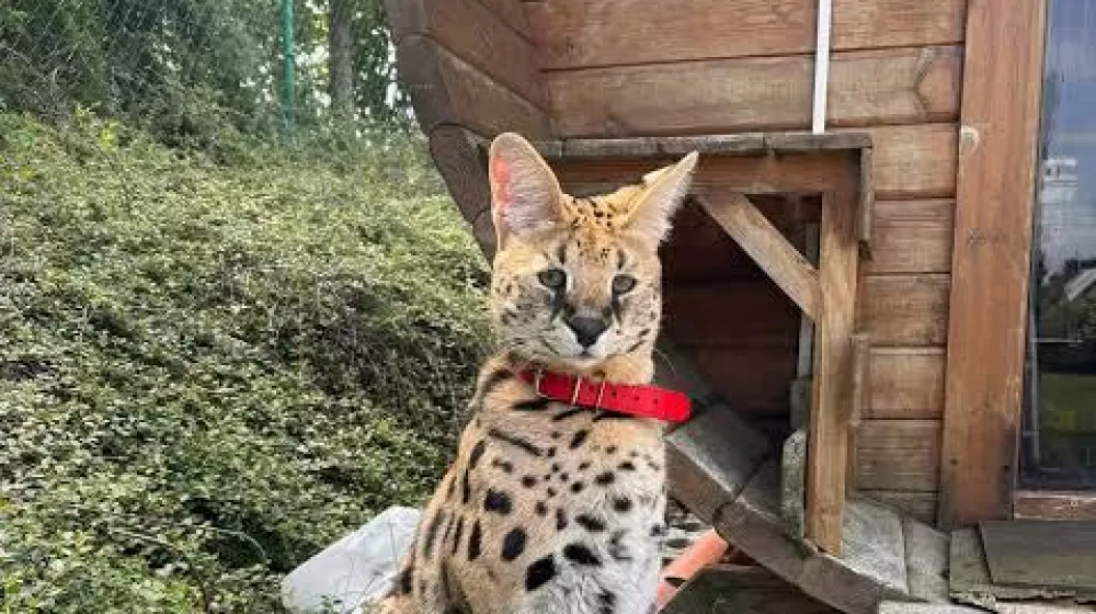 serval gustaw / Foto: Facebook/okrožni Policijski &scaron;tab V Piszu
