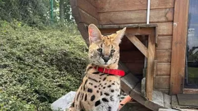 serval gustaw / Foto: Facebook/okrožni Policijski &scaron;tab V Piszu