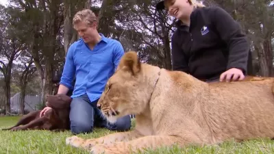 Labradorka Sabi in njena posvojena levinja Zambi.