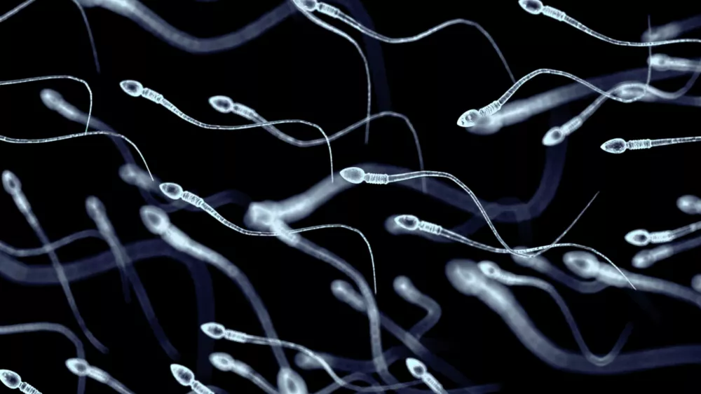 Spermiji pod mikroskopom / Foto: Istock