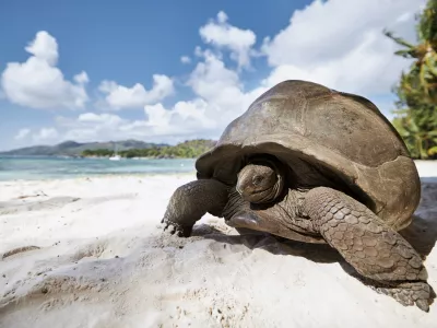 Aldabra velikanska želva na Sej&scaron;elih. / Foto: Istock