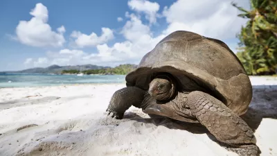 Aldabra velikanska želva na Sejšelih. / Foto: Istock
