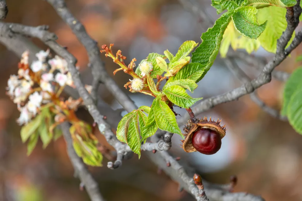 Open spiky shell with nut-like seed of conker tree (aesculus hippocastanum).
