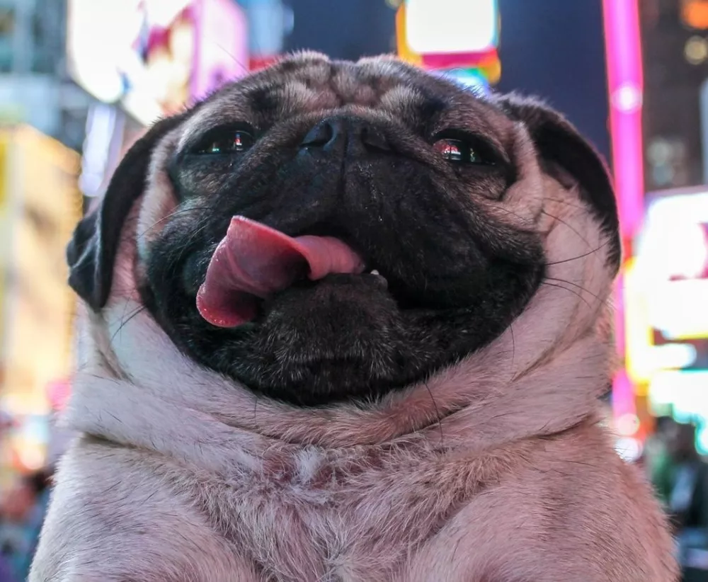 doug the pug / Foto: Caitlinfoley93