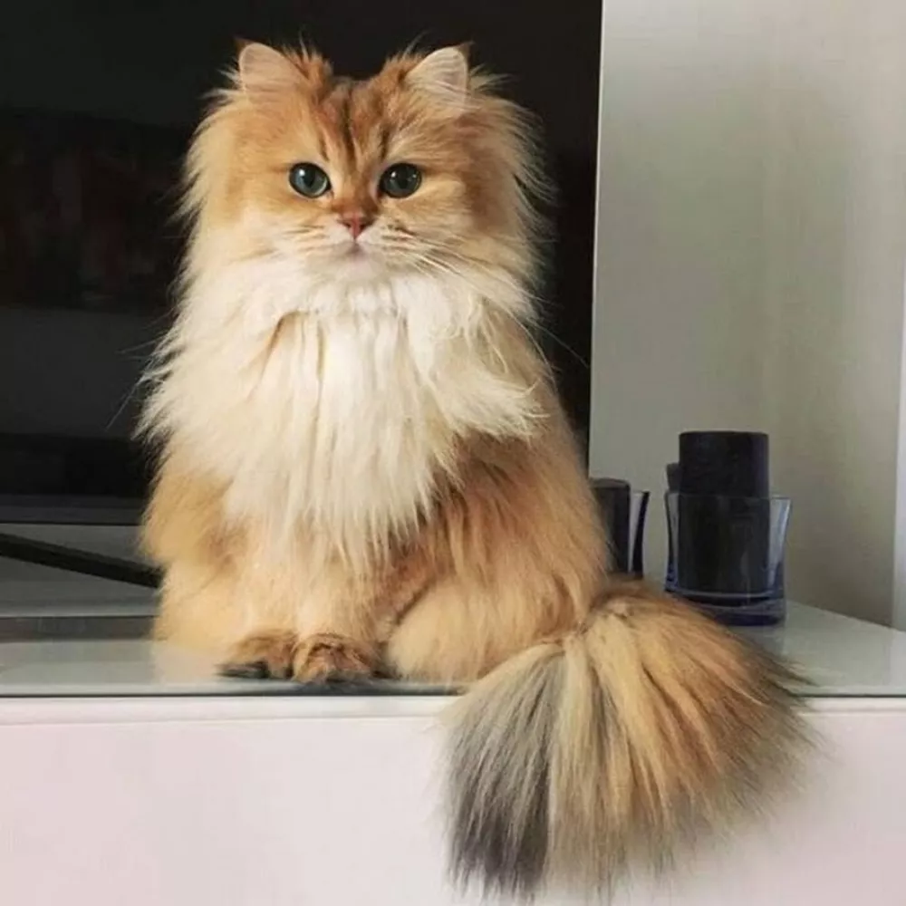 Smoothie the Cat / Foto: Instagram