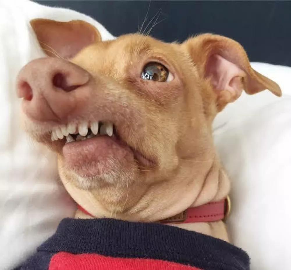 Tuna dog / Foto: Instagram