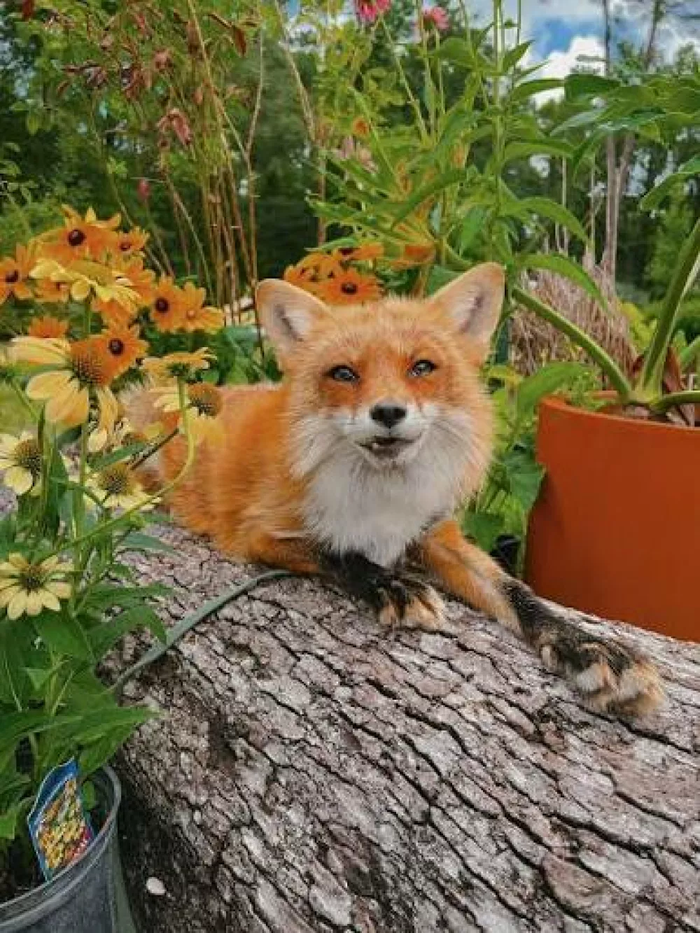 Juniper Fox / Foto: Nn