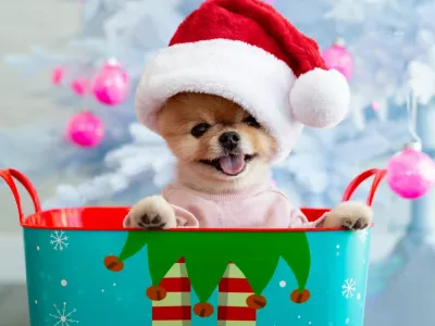 Jiffpom Instagram / Foto: Facebook/ Jiffpom