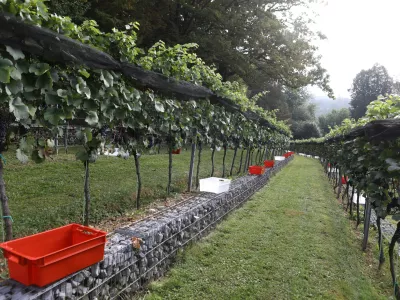 9.9.2025 - tradicionalna trgatev v grajskem vinogradu; Ljubljanski grad, grajski vinogradtrgatev, grozdje, trtaFoto: Luka Cjuha
