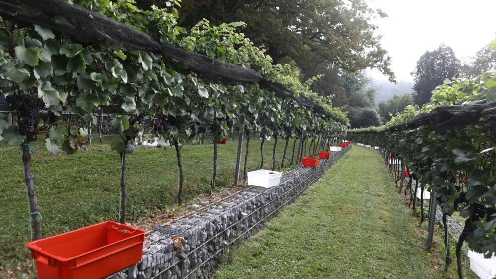 9.9.2025 - tradicionalna trgatev v grajskem vinogradu; Ljubljanski grad, grajski vinogradtrgatev, grozdje, trtaFoto: Luka Cjuha