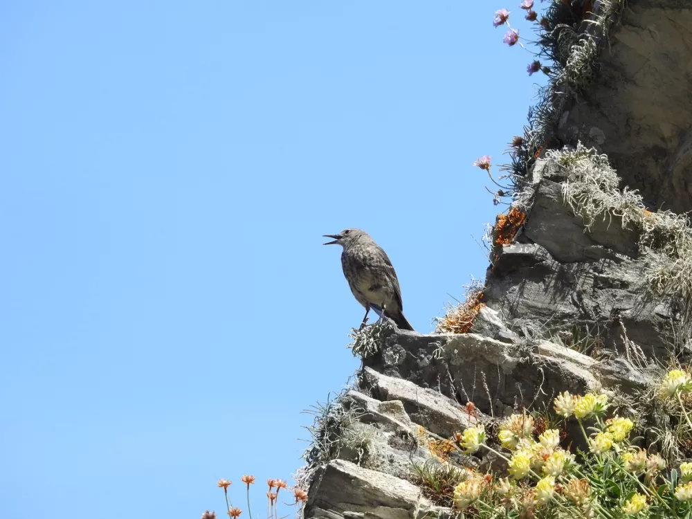 There is a cloudless blue sky in the background. The photograph was taken on Lundy Island, North Devon.