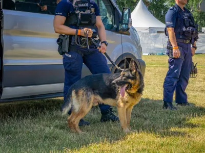 Kalisz, Voivodeship: Greater Poland, Poland - June 29, 2024 German shepherd dog standing with policemen at police dog shows near a police car. dog in police service