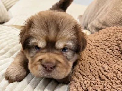 Foto: posnetek zaslona TikTok