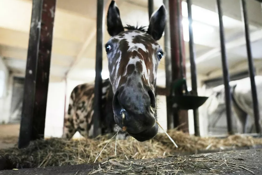 PRODUCTION - 08 October 2026, Brandenburg, Fehrbellin: The foal J-Nimon K is in a stable. The zebra-like piebald foal was sold to Dubai for 75,000 euros at a horse auction in Vienna. Photo: Sven Kaeuler/dpa,Image: 1141737015, License: Rights-managed, Restrictions: GERMANY OUT, Model Release: no 