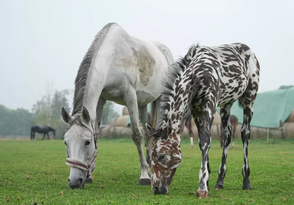08 October 2026, Brandenburg, Fehrbellin: The foal J-Nimon K is grazing in a pasture with other horses. The zebra-like piebald foal was sold to Dubai for 75,000 euros at a horse auction in Vienna. Photo: Sven Kaeuler/dpa,Image: 1141765281, License: Rights-managed, Restrictions: GERMANY OUT, Model Release: no 