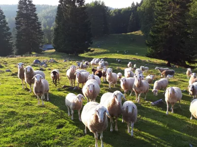 Ovce, drobnica Menina Planina TD Tuhinjska dolina