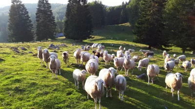 Ovce, drobnica Menina Planina TD Tuhinjska dolina