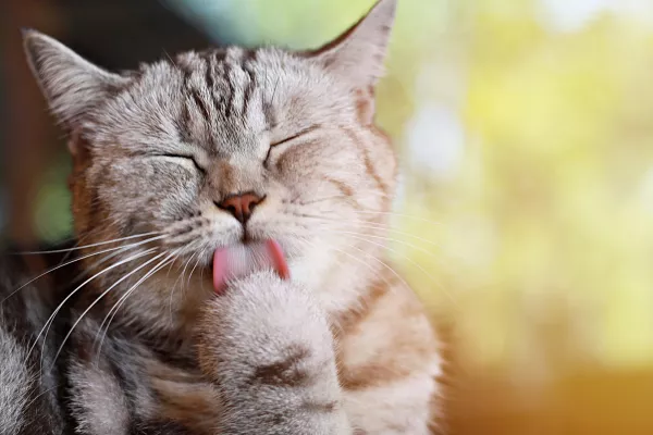 Lizanje ima poseben pomen. / Foto: Istock