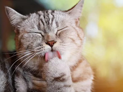 Lizanje ima poseben pomen. / Foto: Istock
