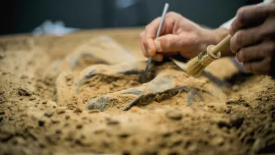 Close up shot of cleaning fossil remains of extinct civilization from sand using professional tool and brush. Archaeologist works with bones of prehistoric human or dinosaur in archaeological lab.