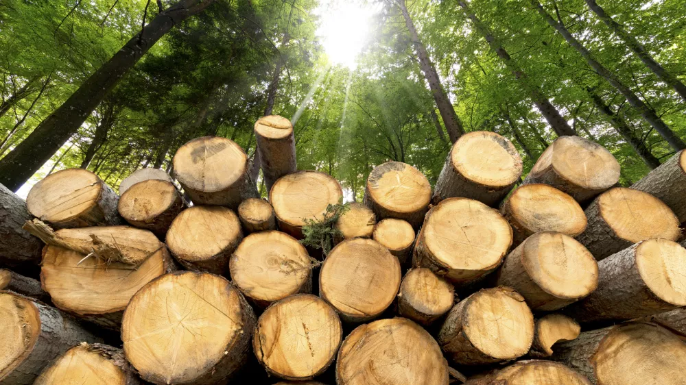 Trunks of trees cut and stacked in the foreground, green forest in the background with sun rays