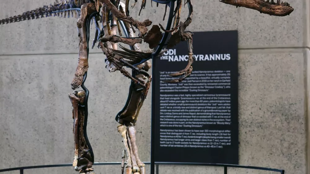 "Jodi" a rare mounted skeleton of Nanotyrannus and one of only three such dinosaur skeletons known to science, is displayed ahead of its October 27 auction at Sotheby's in New York City, US, October 13, 2026. REUTERS/Mike Segar