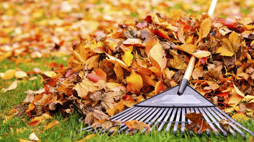 Pospravljanje jesenskega listja. / Foto: Istock