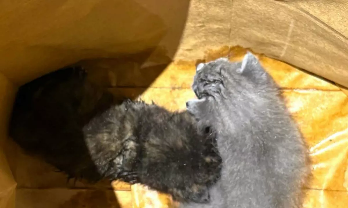 Sosedje in otroci skušali rešiti mačke, ki ju je lastnica zakopala, ker naj bi ju obsedel hudič